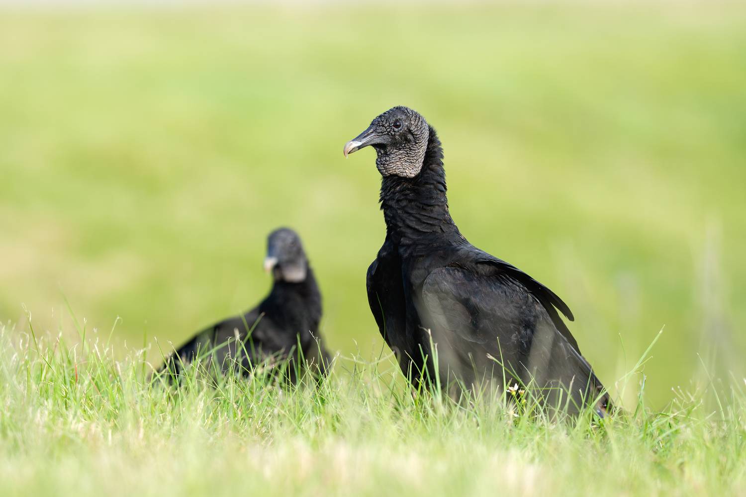 птица, фотоохота, гриф, природа, фауна, Vladimir Kulikov