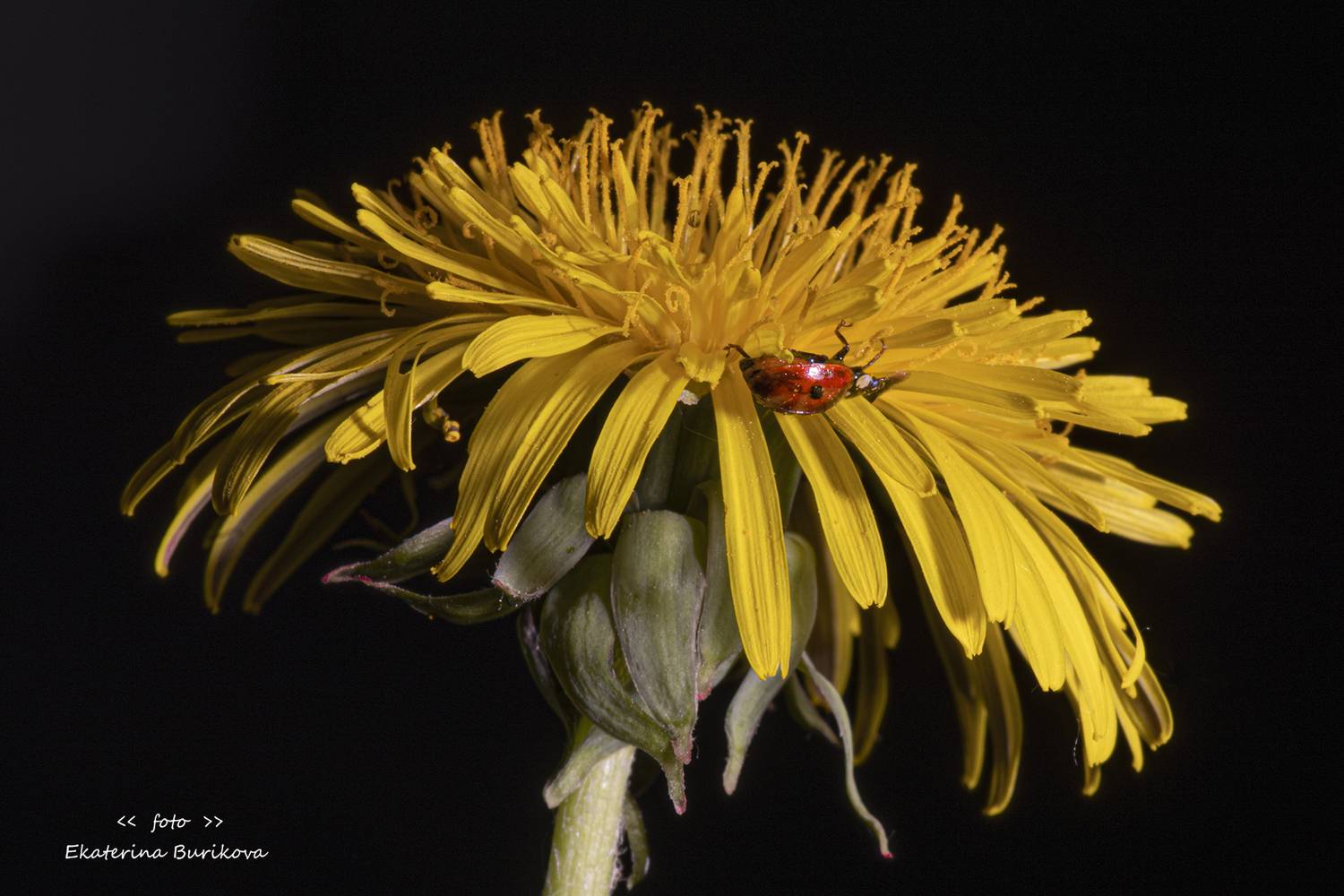 , Бурикова Екатерина