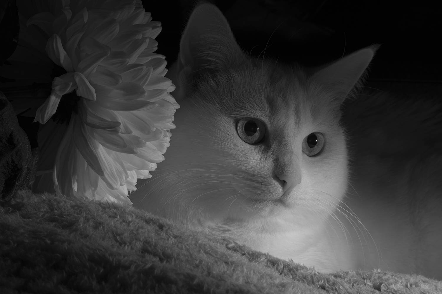 , Бурикова Екатерина