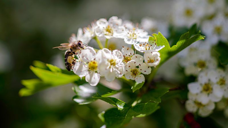 Пчела фото превью