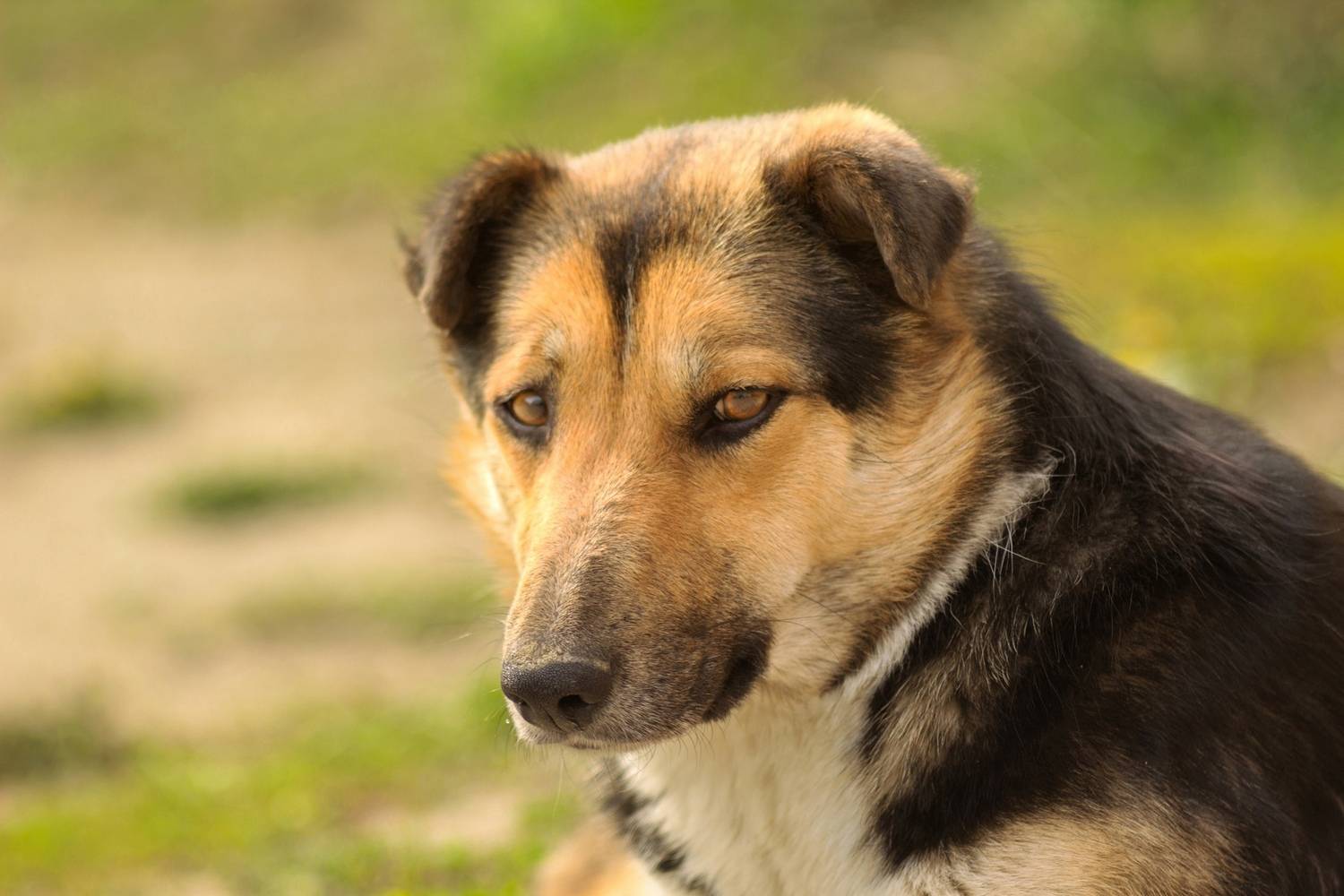 бездомный, пес, Александр Канцур
