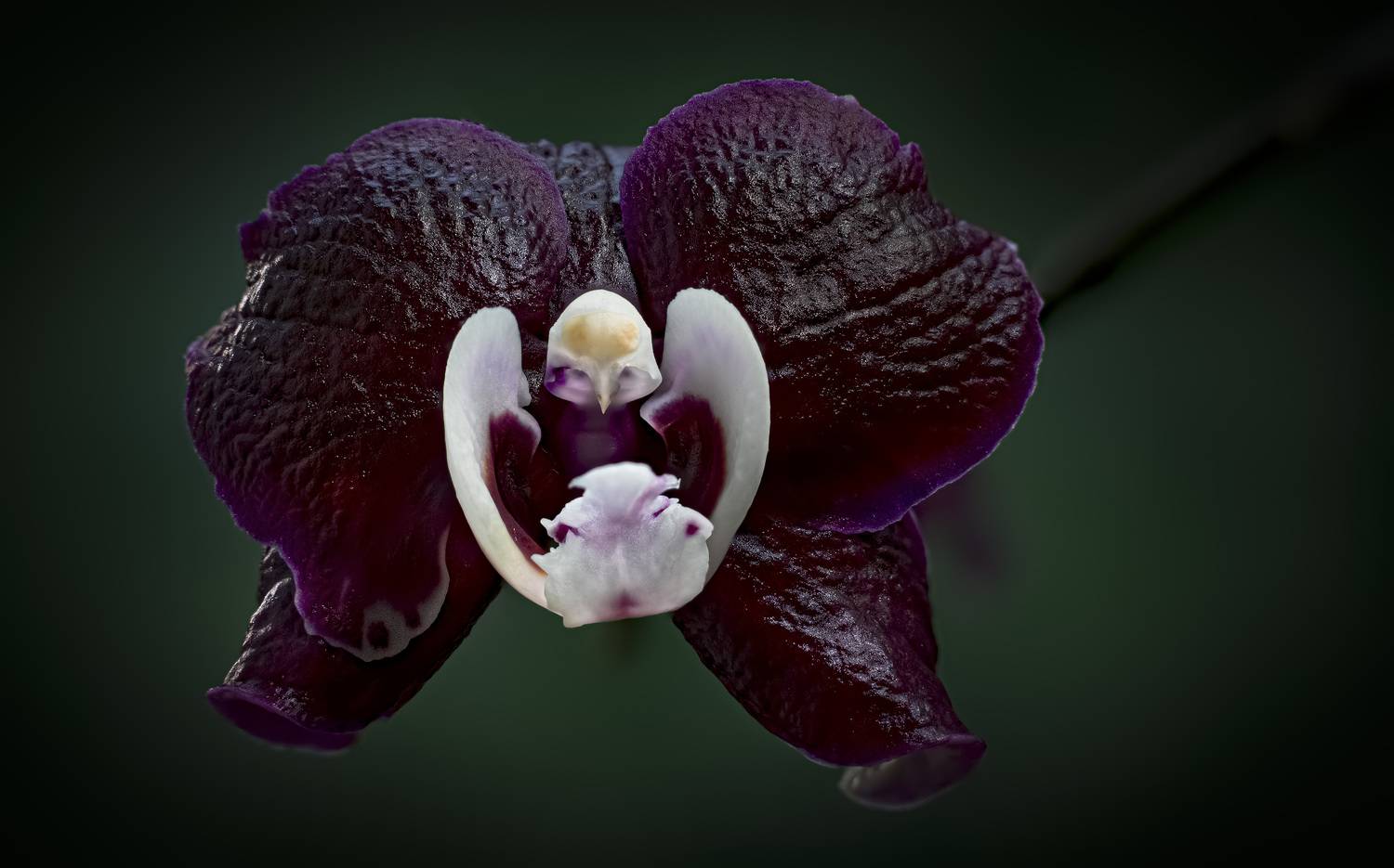 , Черновол Валентин