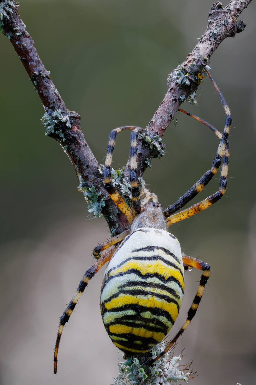 , Кузнецов Дмитрий