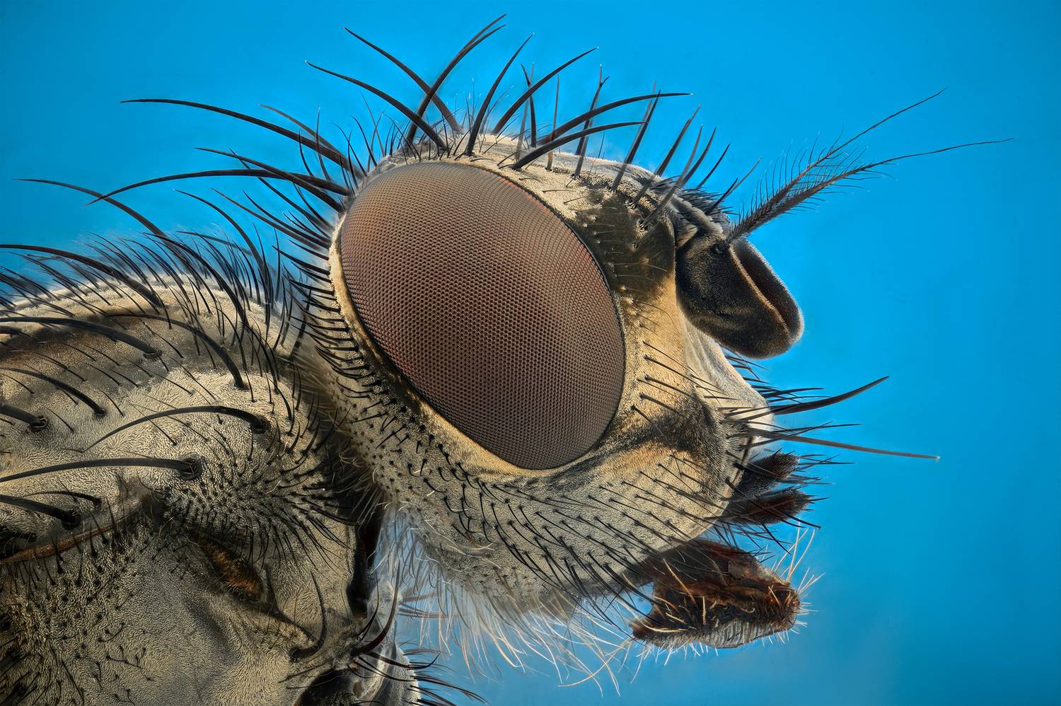 ceclii, macro, Ganev Tsvetan