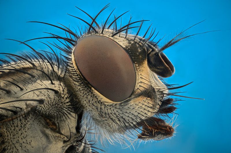 ceclii, macro  фото превью