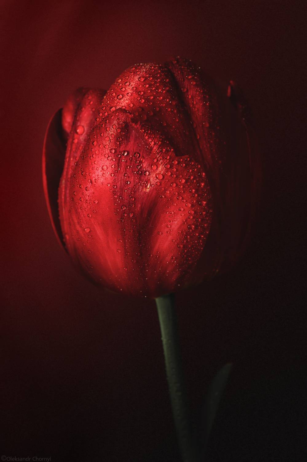 тюльпан, весна, май, цветы, красный цвет, натюрморт, фотографчорный, сашачорный,, Чорный Александр