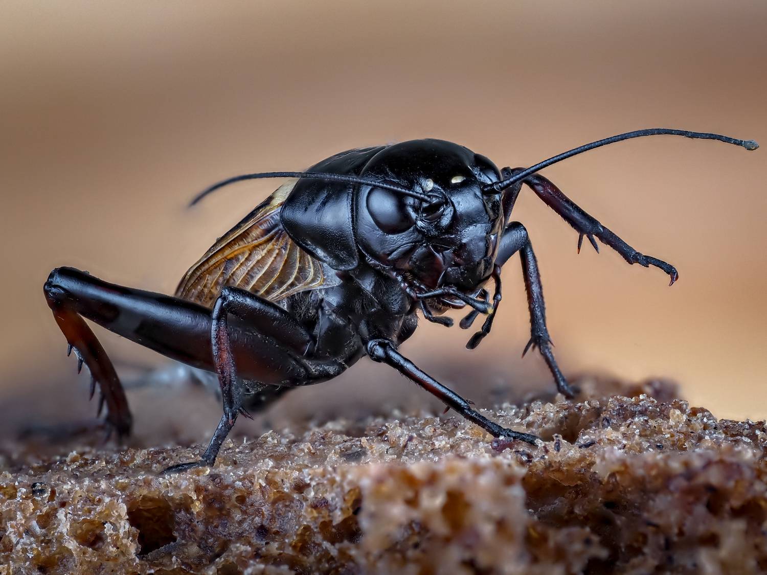 , Олег Савицкий