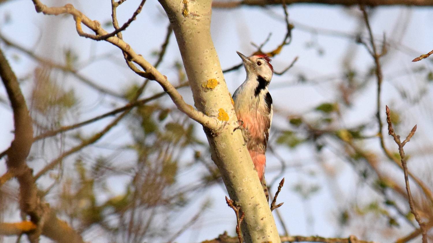 листопад, Неверова Наталья