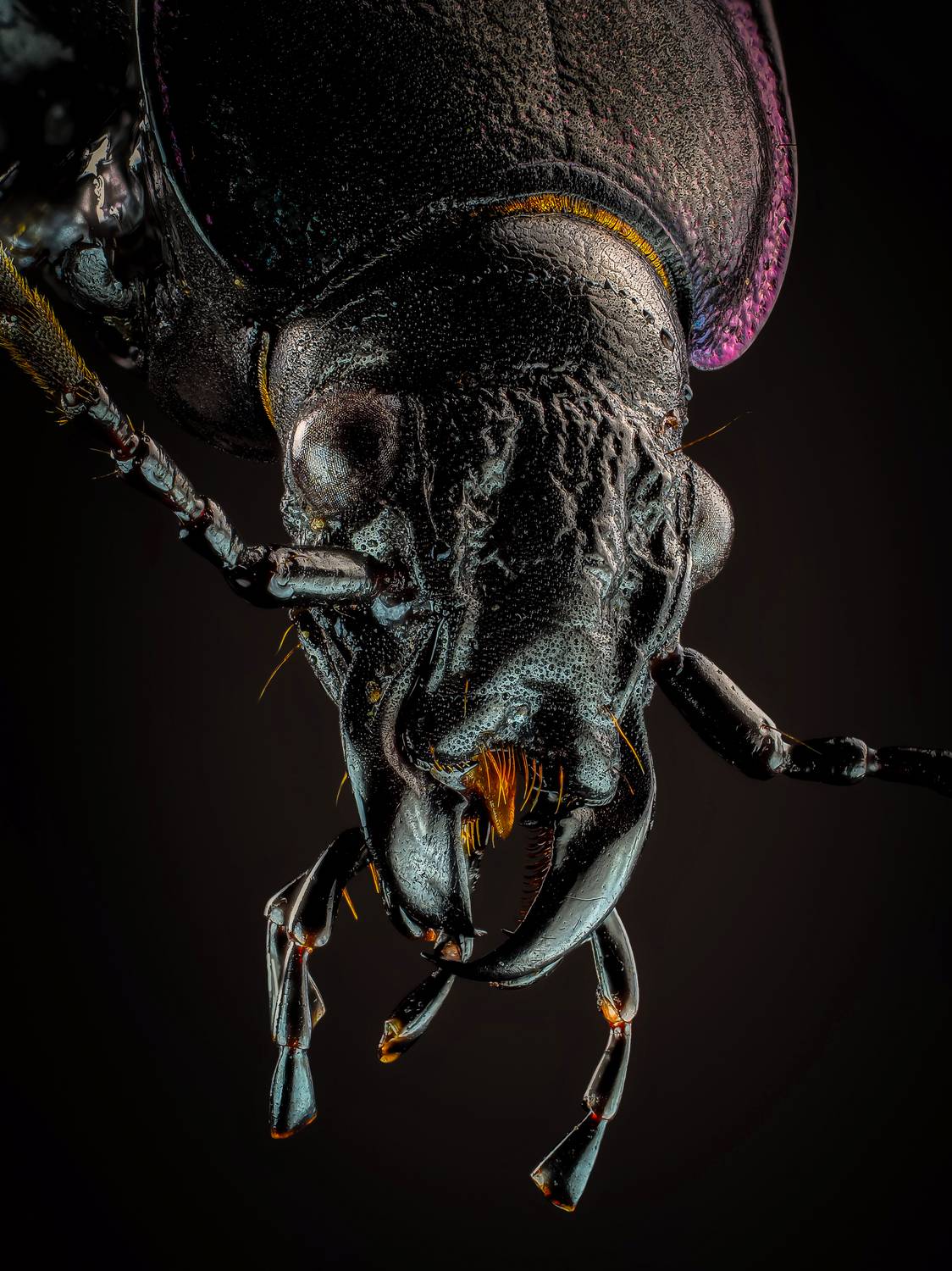 , Олег Савицкий