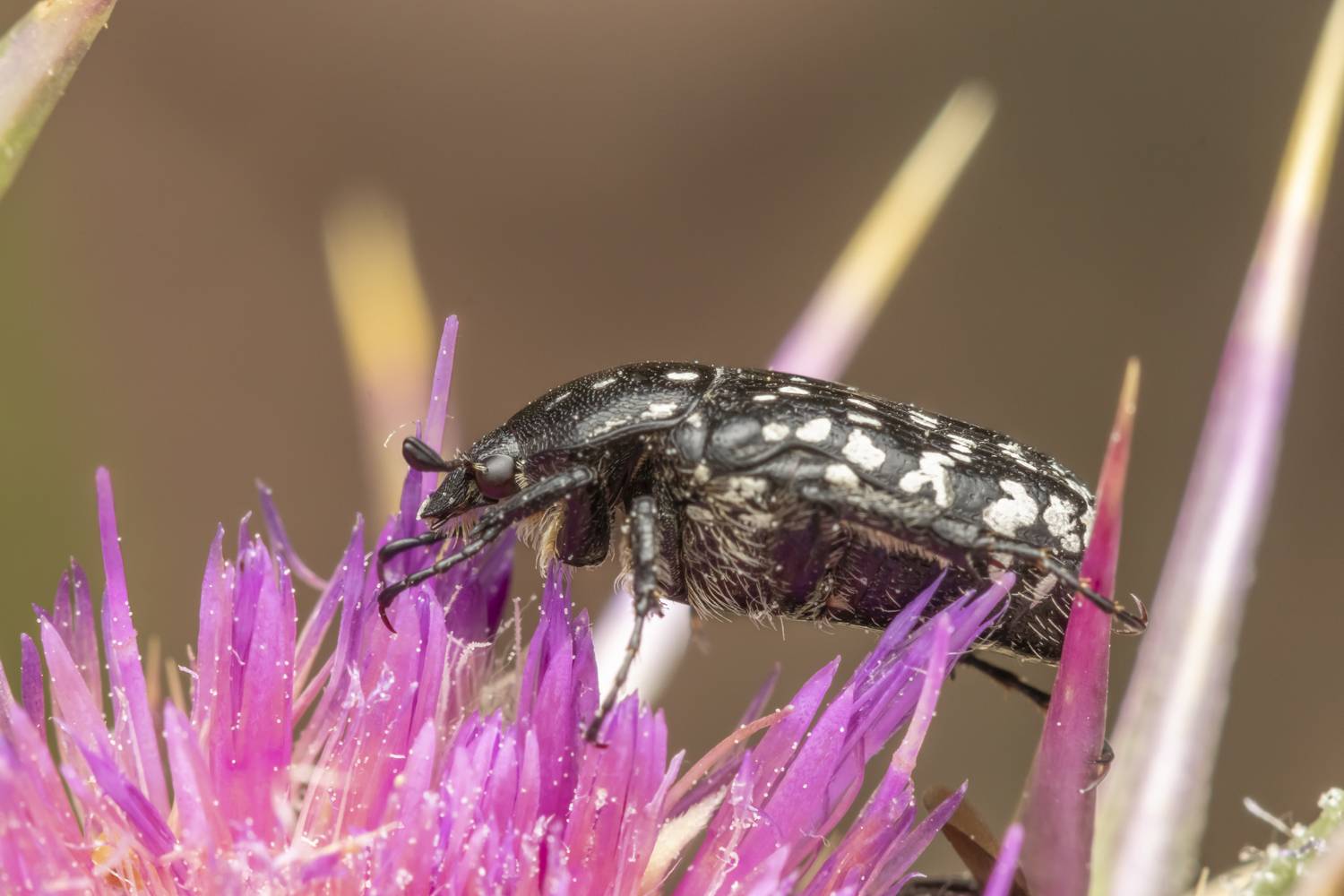 #insects #bugs #nature #macro #closeup, Nikolay Tatarchuk