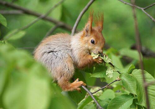 Любитель свежей зелени