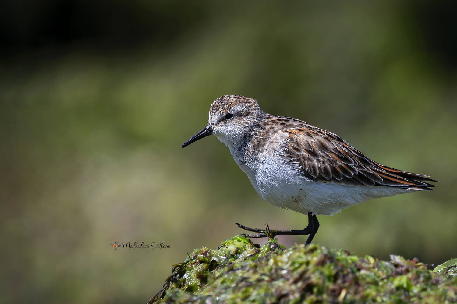 птица, кулик, кулик-воробей, фотоохота, Медведева Светлана