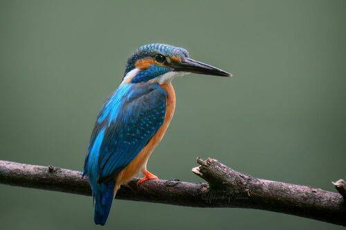 Kingfisher