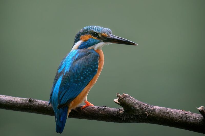 зимородок Kingfisher фото превью
