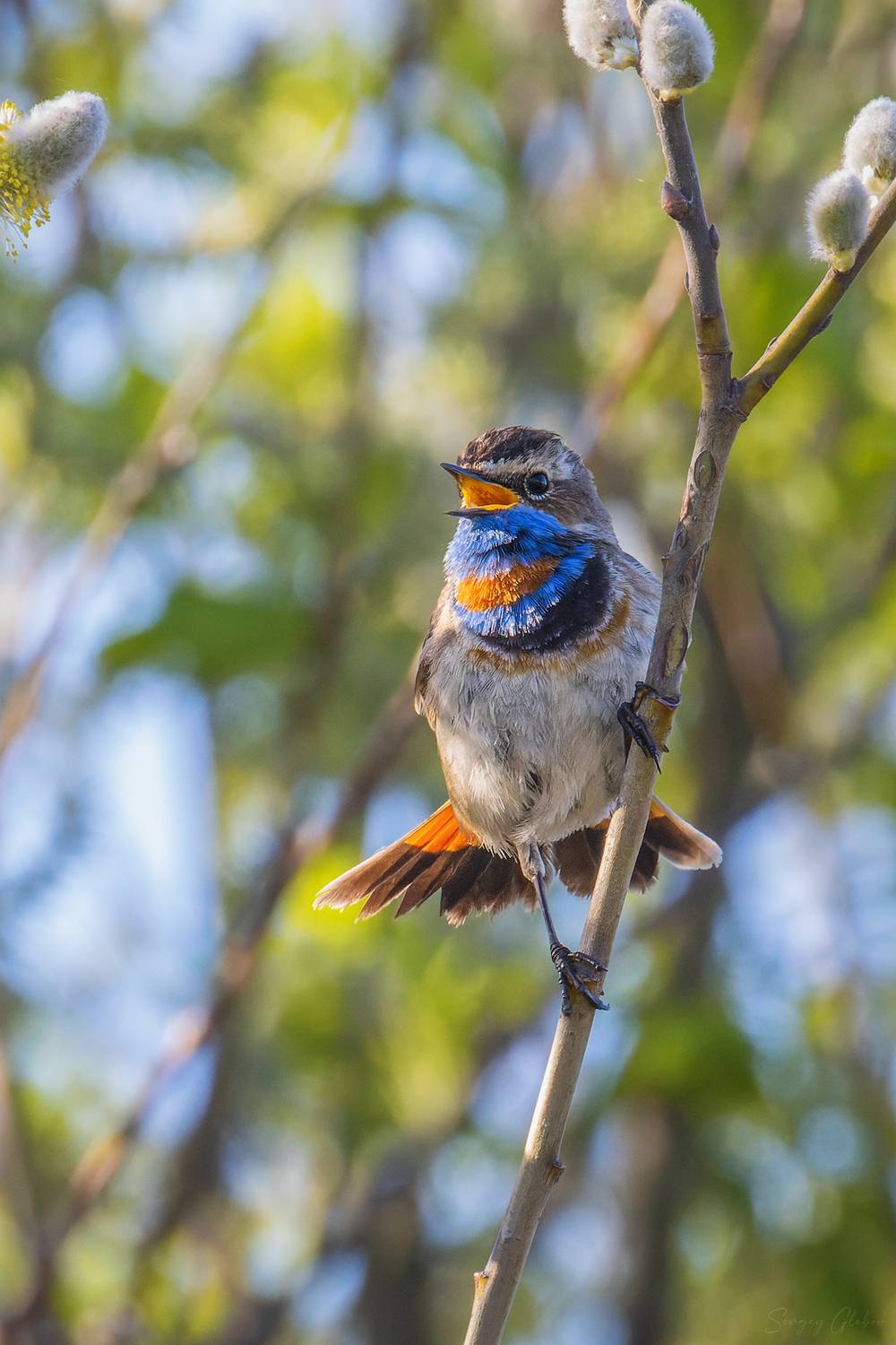 варакушка, птицы, пернатые, Глебов Сергей