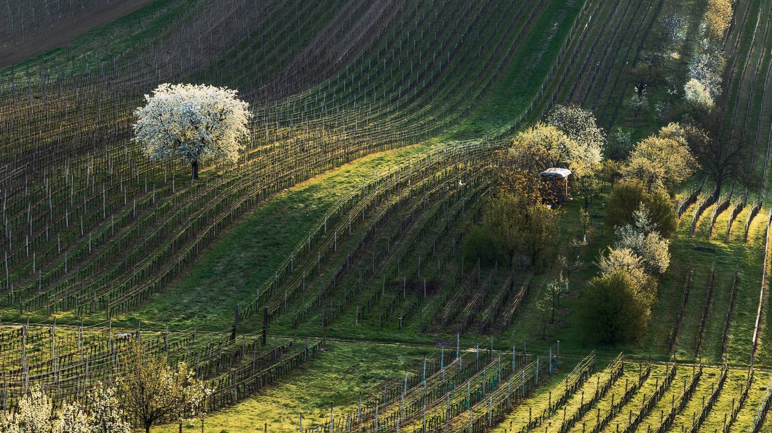 , Шимаковский Юрий