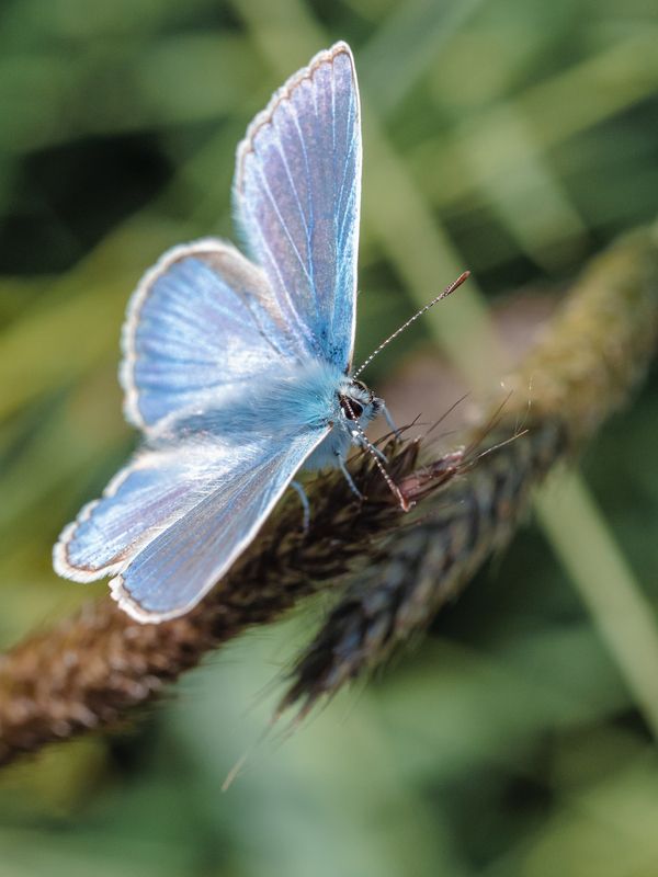 Голубянка фото превью