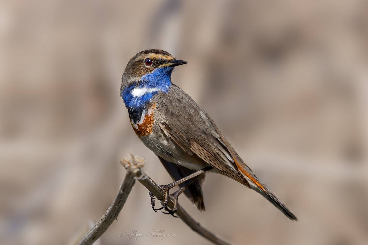 варакушка, Шульгин Вадим