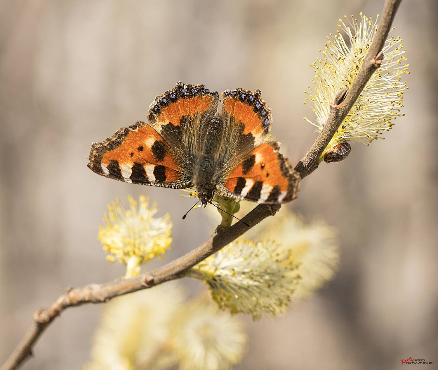 , Andrey Pristyazhnyuk