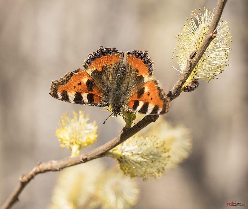 На веточке фото превью
