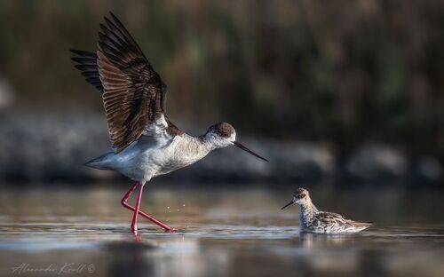 Давид и Голиаф
