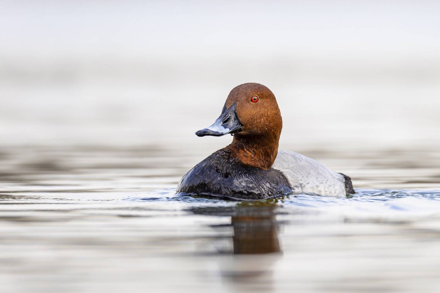 красноголовый нырок, птицы, утка, Руслан Pl