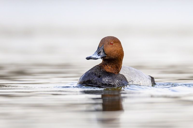 красноголовый нырок, птицы, утка Красноголовый нырок фото превью