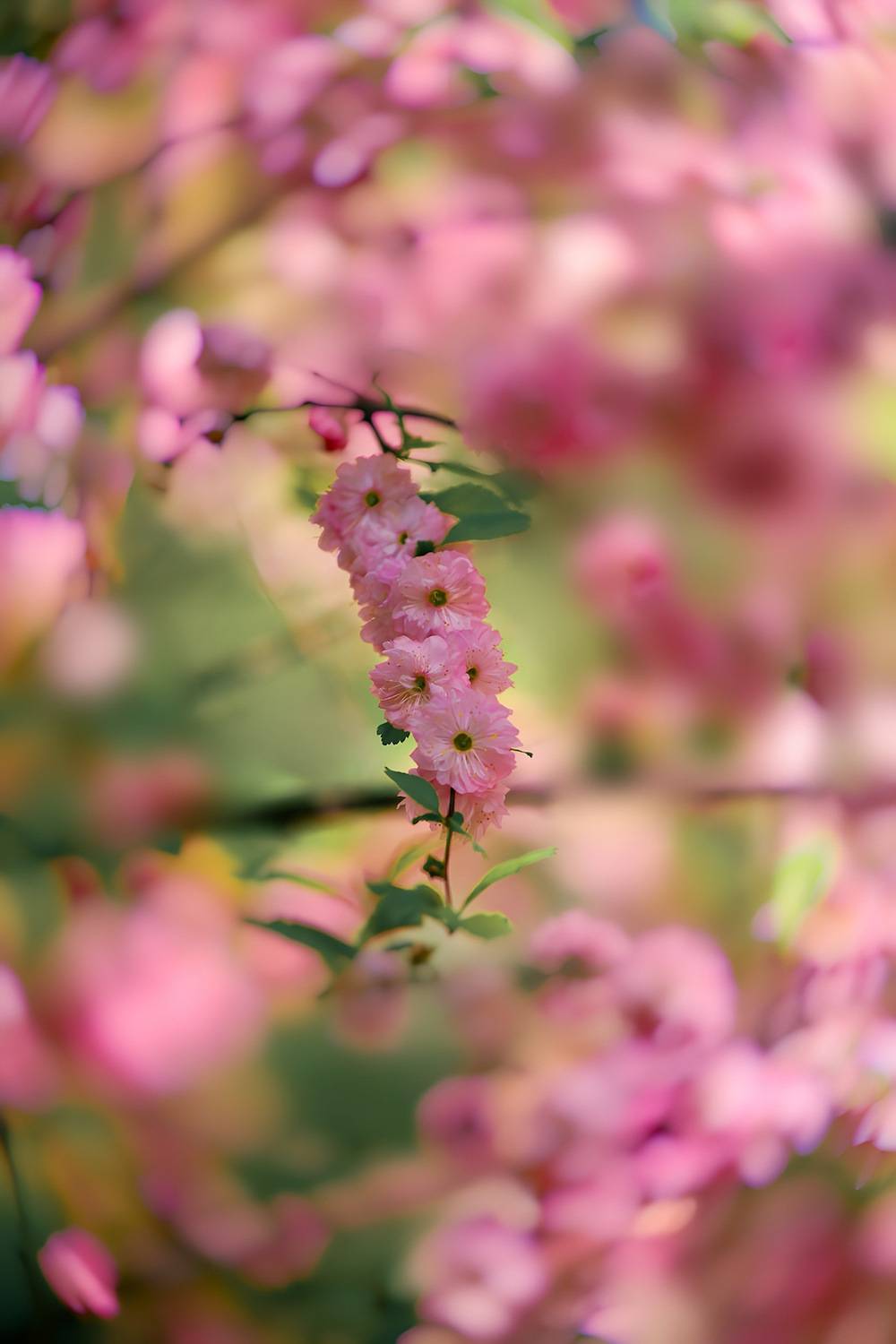 макро, macro, цветы, flowers, весна, spring, махровыйминдаль, Julia Kaissa