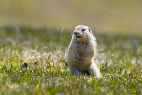European ground squirrel