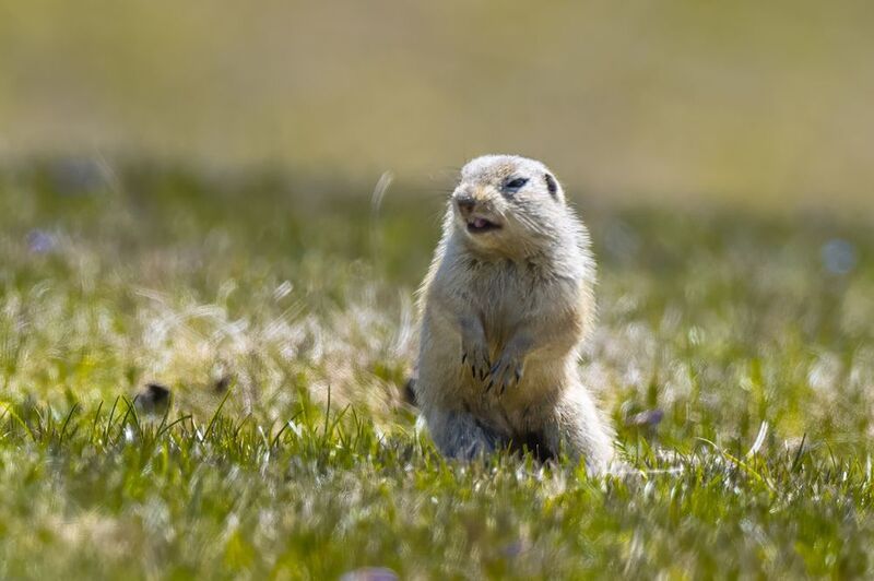 animal squirrel wildlife  European ground squirrel фото превью