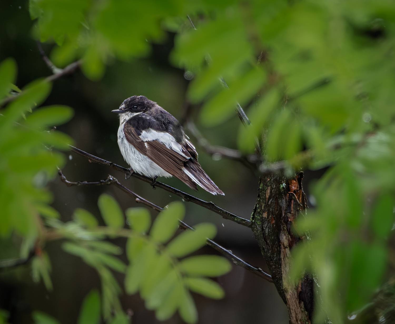 , Курлянцев Алексей