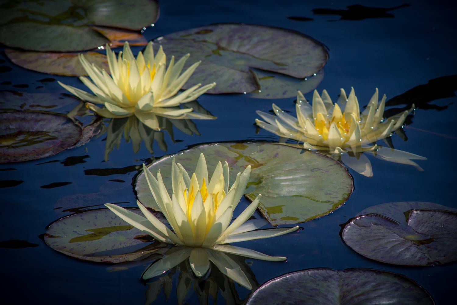 , Сергей Алексеев