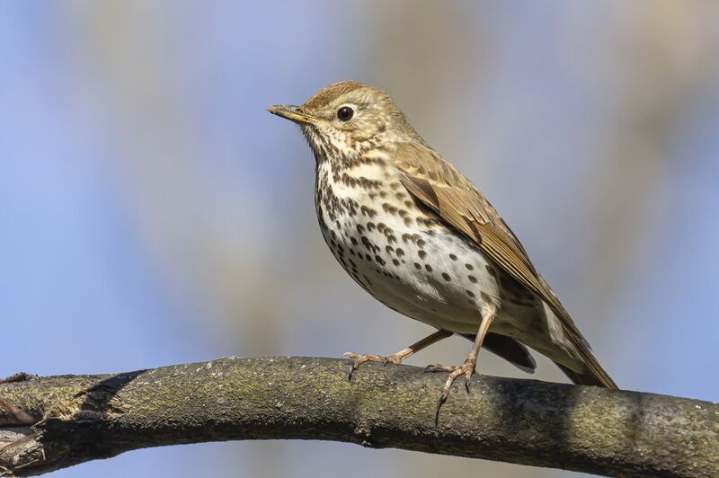 певчий дрозд, дрозд, птицы Певчий дрозд фото превью