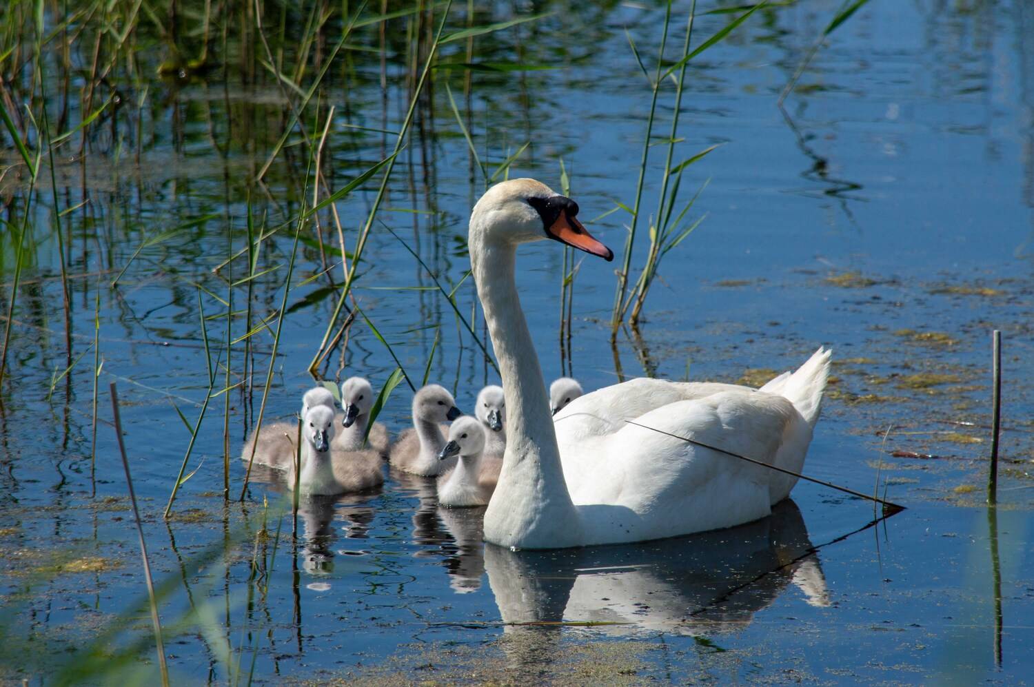 , Красников Андрей