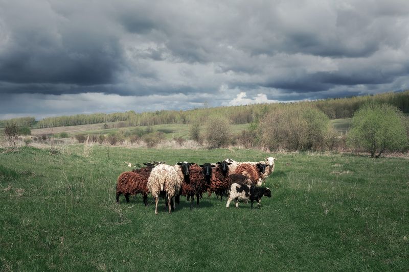 природа, Тульская область, пейзаж, деревенский пейзаж, животные Вонючее семейство) фото превью