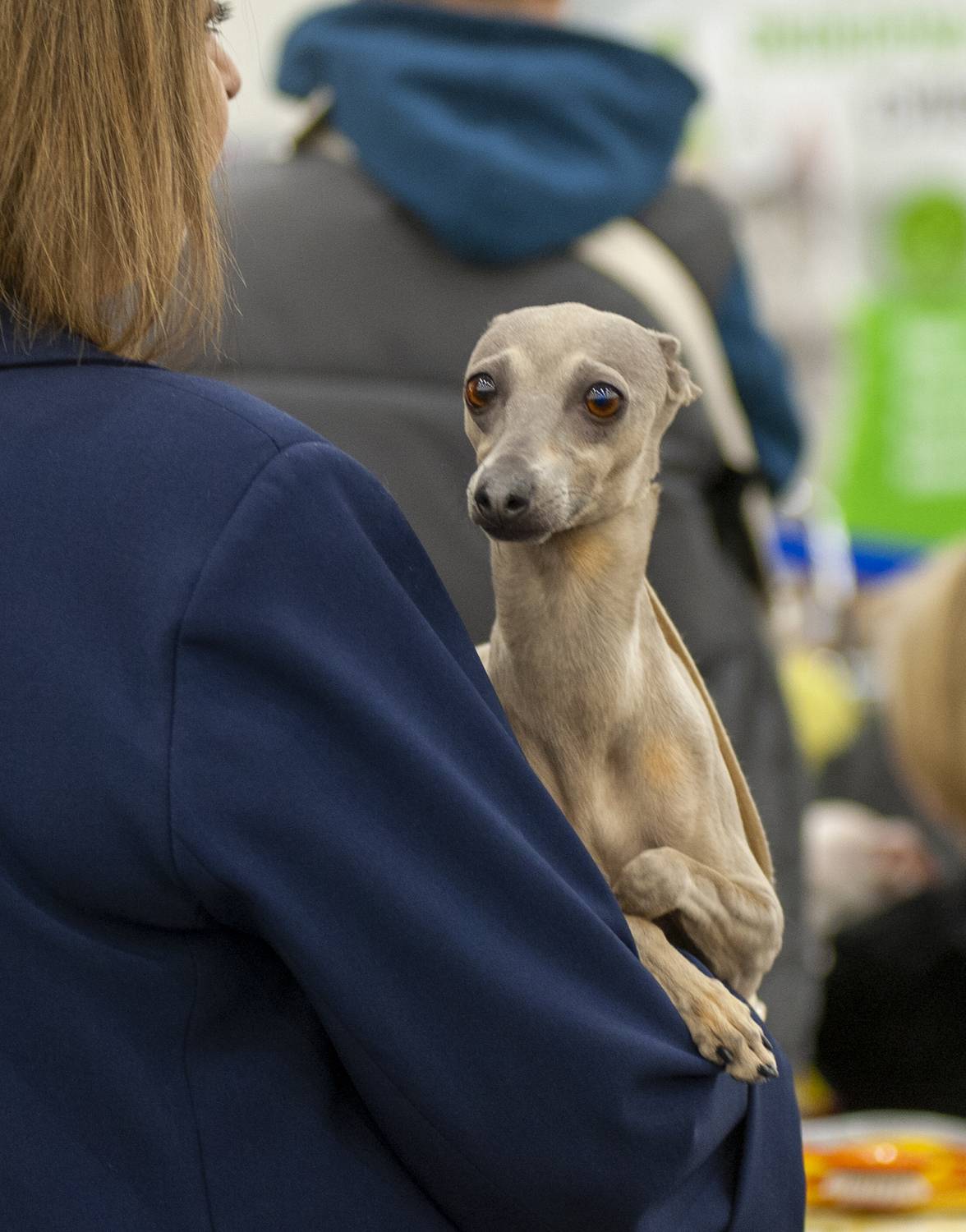 , Георгий Сапожников