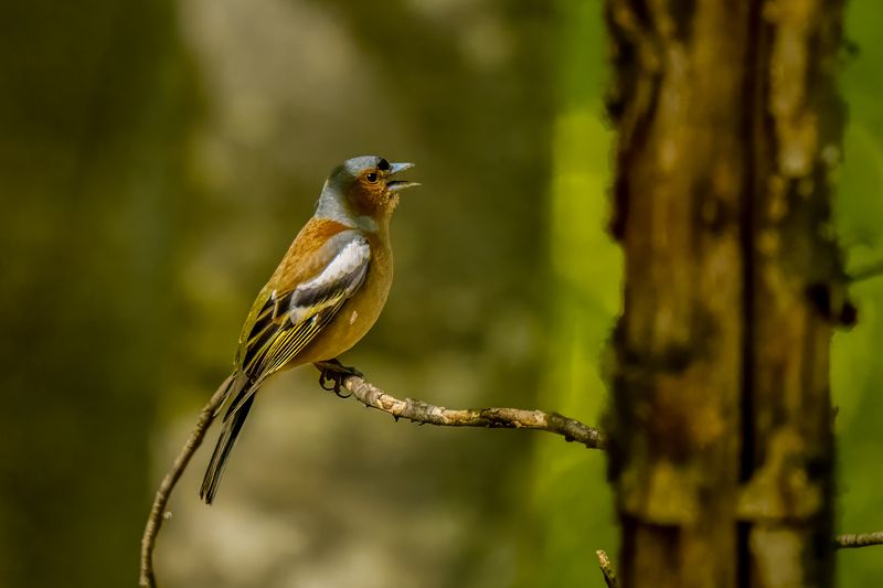Eurasian Chaffinch фото превью