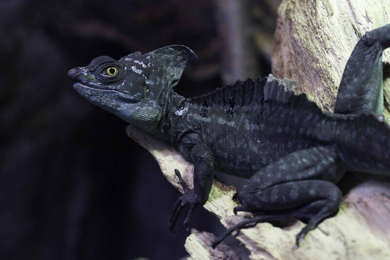 Green crested basilisk фото превью
