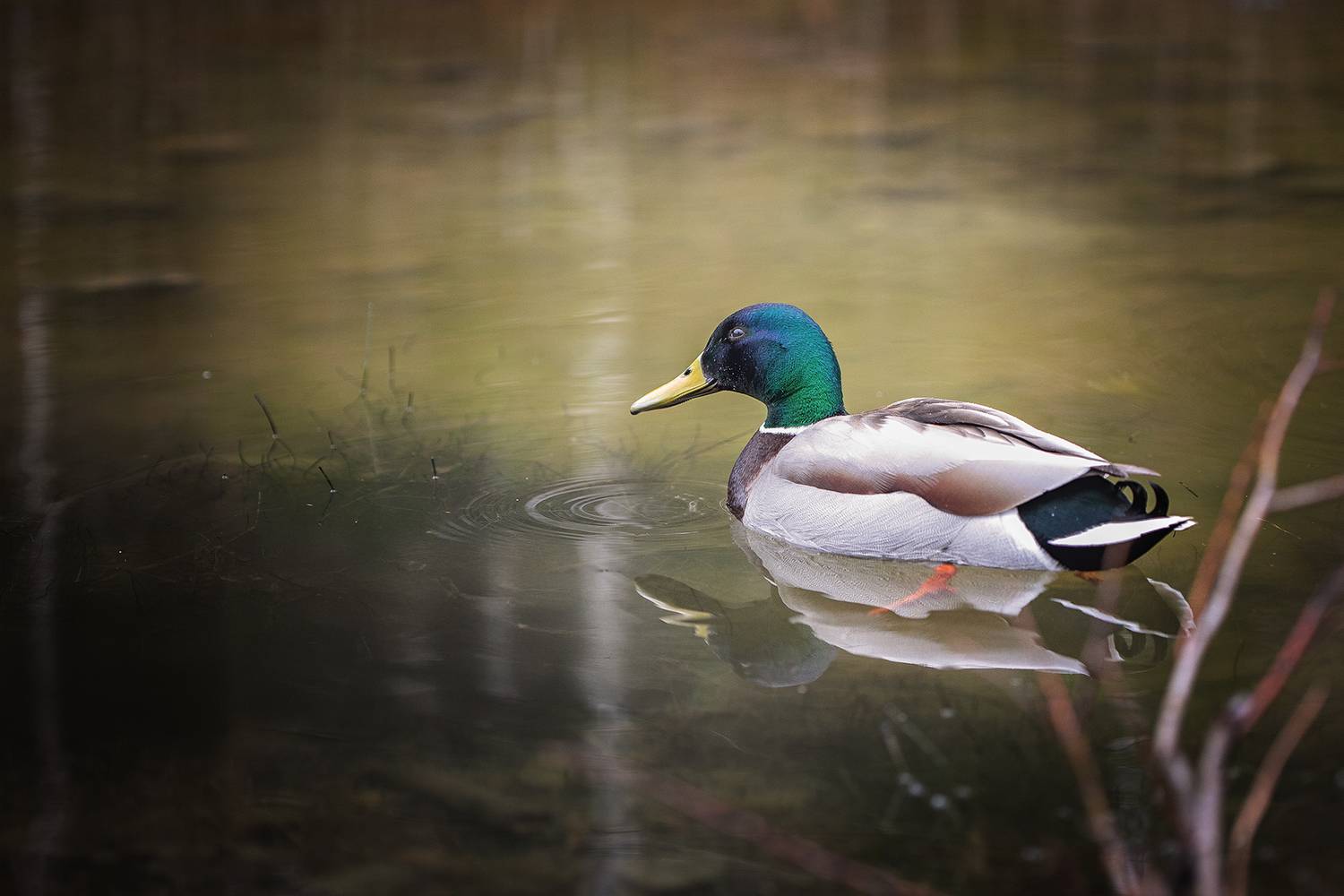 , Елена Самусенкова