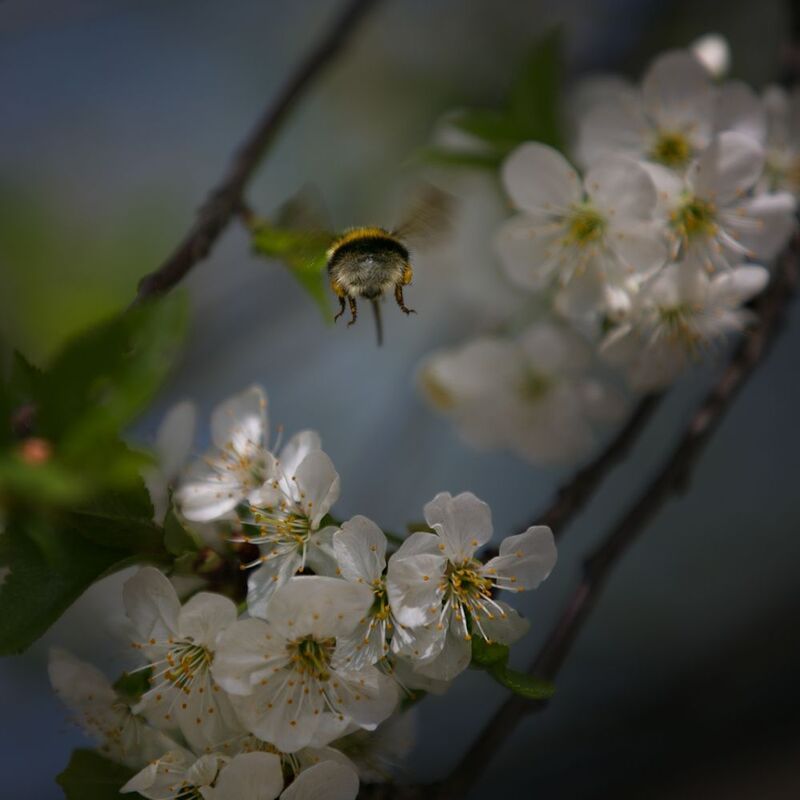 весна;  фото превью