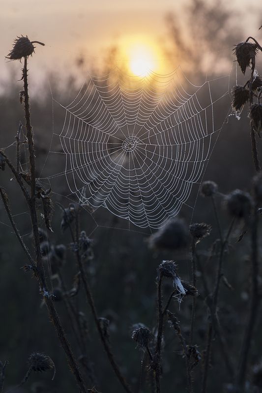 Утренние кружева фото превью