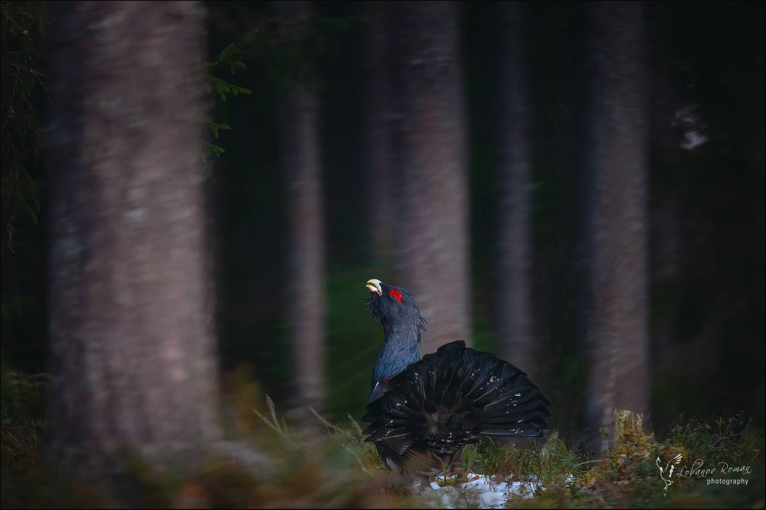 , Лобанов Роман