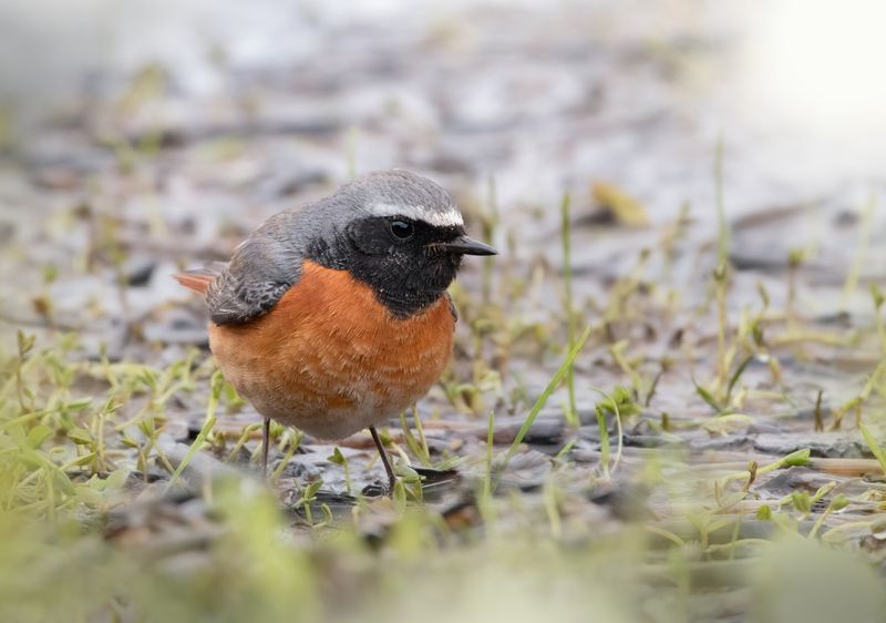 Обыкновенная Горихвостка Phoenicurus phoenicurus фото превью