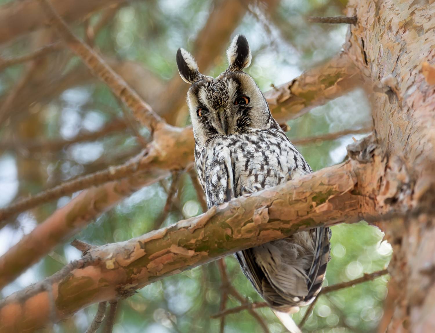 птицы, сова, самец,, Мочалова Марина