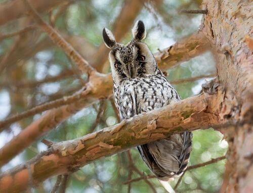 Ушастая сова (самец)