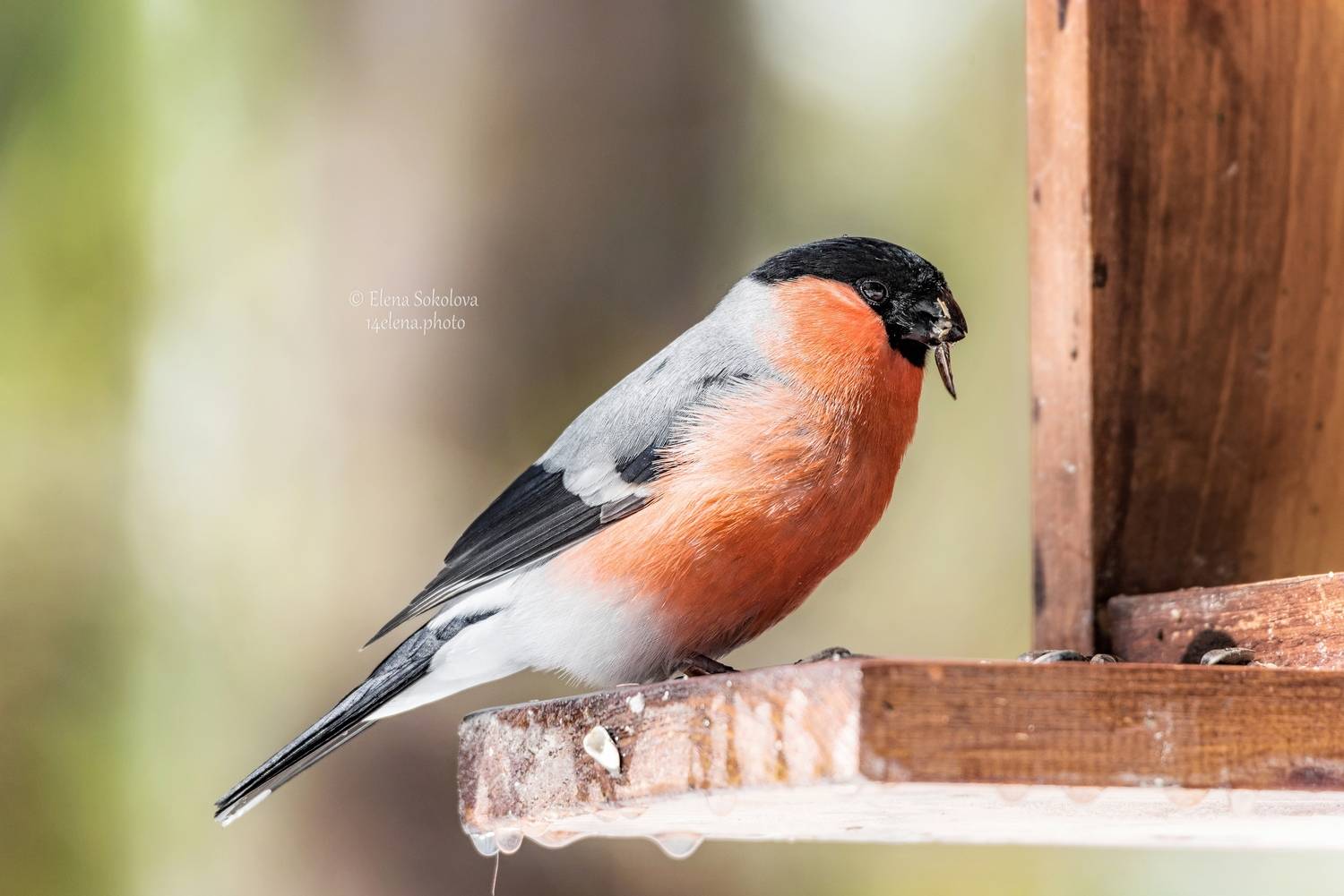 снегирь, птицы, весна, Соколова Елена