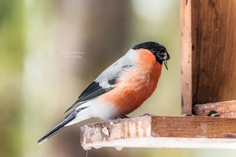 снегирь, птицы, весна Снегирь фото превью