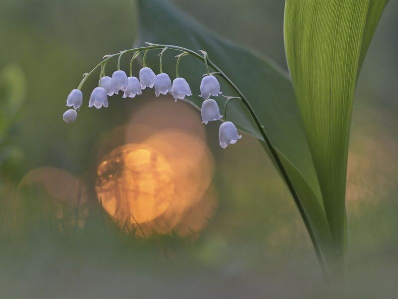 ландыши, весна, закат, беларусь Ландыши фото превью