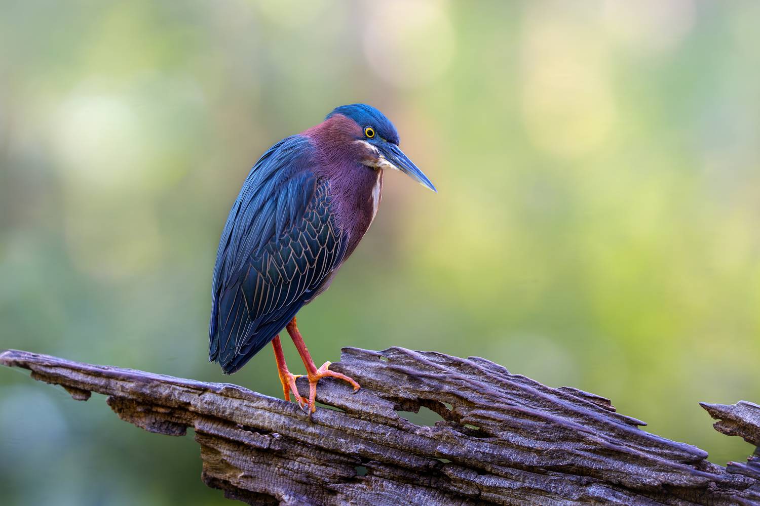 птица, фотоохота, цапля, природа, фауна, Vladimir Kulikov