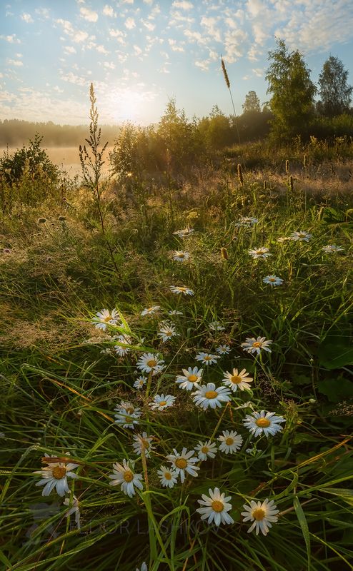 ленинградская область, лето, рассвет, солнца, ромашки, луг, цветы, луговое, детство, трава, летнее, Детство фото превью